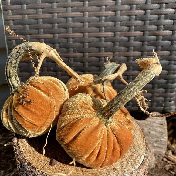 Velvet pumpkins - Picture 4 of 5